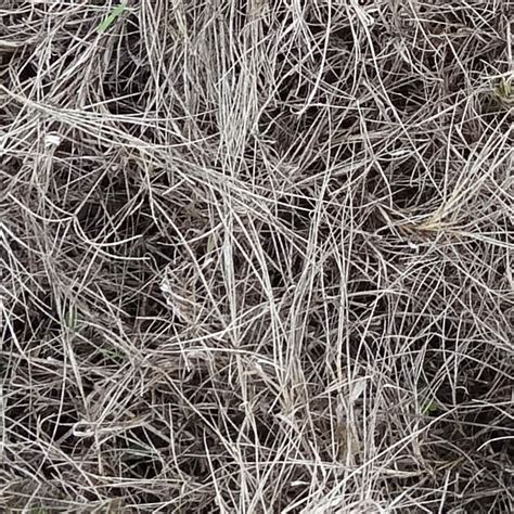 Dry Grass Texture Seamless