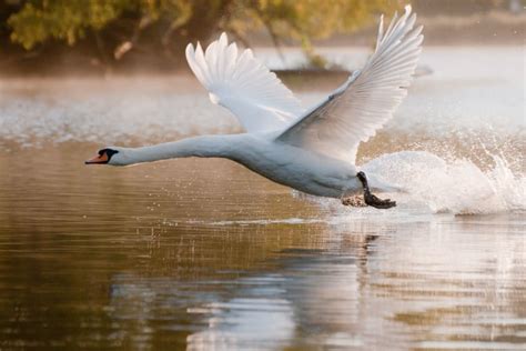 How to Photograph Birds in Flight | PetaPixel