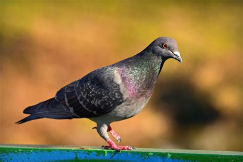 Burung Dara Asal Habitat Taksonomi Morfologi Jenis Merpati