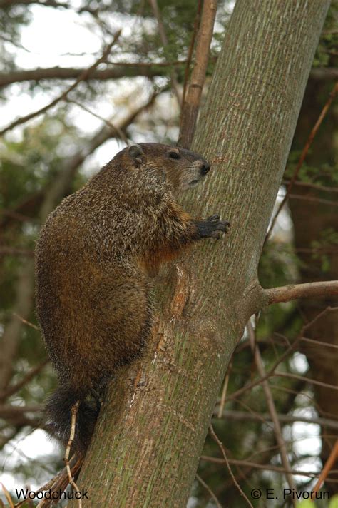 How much wood would a woodchuck chuck if a woodchuck could chuck wood ...