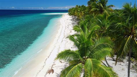 Maldives islands ocean tropical beach with palms. Aerial drone view ...