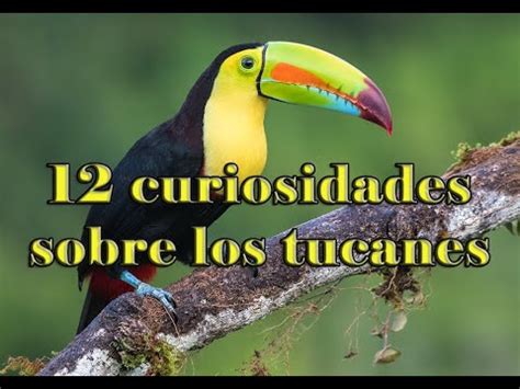 12 Curiosidades Sobre Los Tucanes YouTube