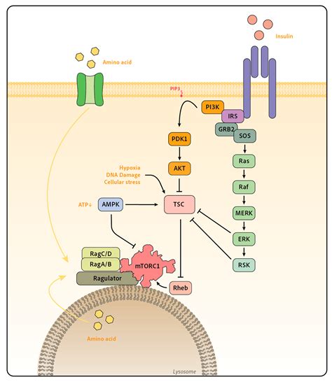 Ijms Free Full Text Signaling Pathways Leading To Mtor Activation