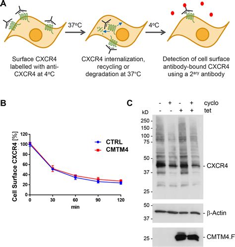 MARVEL Domain Containing CMTM4 Affects CXCR4 Trafficking Molecular