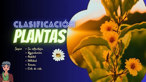 Fascinante Clasificaci N De Las Plantas Por Su Tama O H Bitat