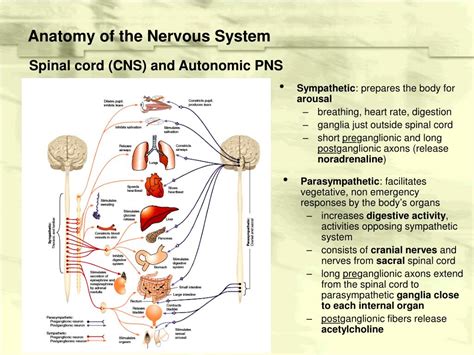 Ppt Structure Of The Vertebrate Nervous System Powerpoint