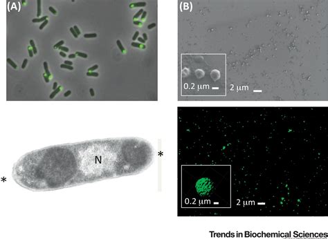 Bacterial Inclusion Bodies Discovering Their Better Half Trends In