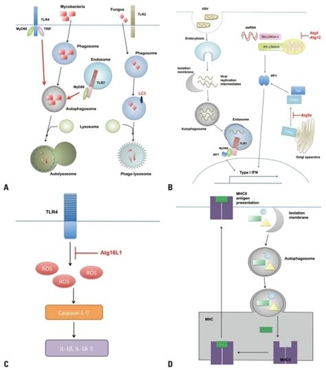 Autophagy Contributes To Innate And Adaptive Immune Responses Against