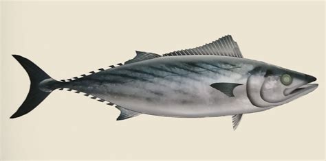 Bonito – SNP
