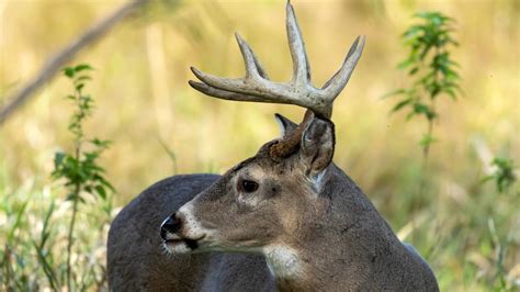 Archery Deer Season Opens In Arkansas Newsonline