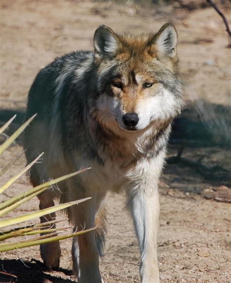 Mexican grey wolf...unfortunately, it is considered an endangered ...