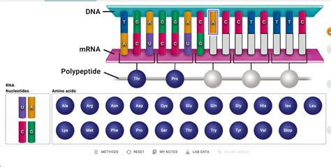 Solved Transcribe Sequence Of Dna Into Mrna By Matching Chegg