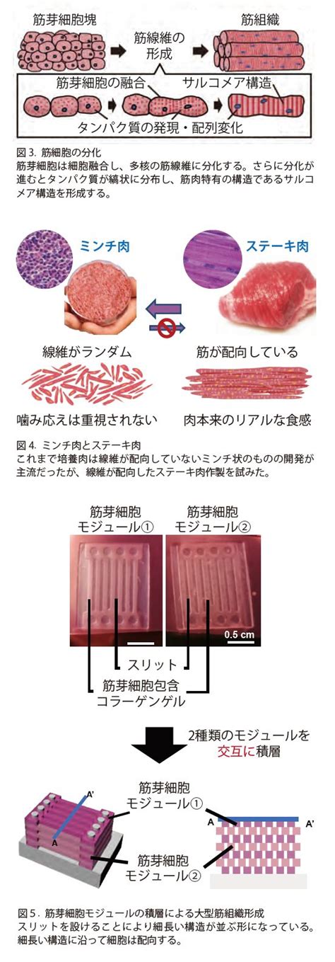 培養肉・培養ステーキ肉の実現 東京大学 竹内研究室