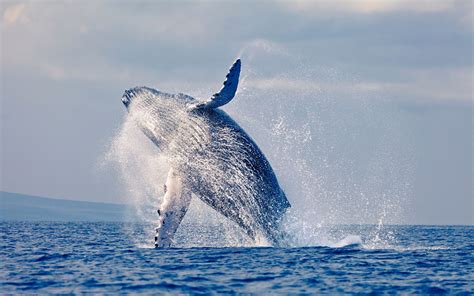 Pride of Maui Molokini Snorkel - Maui Sights and Treasures