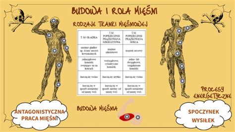 Budowa I Rola Mi Ni