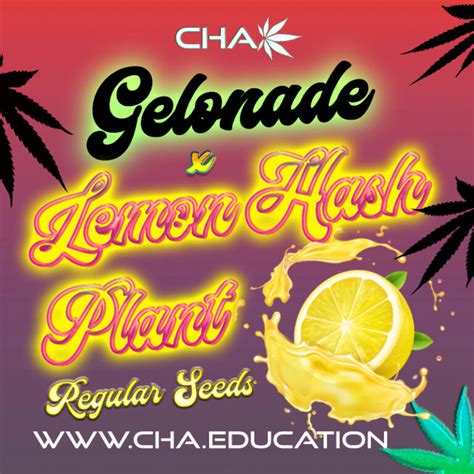 Gelonade X Lemon Hashplant Lhp Cannabis Horticultural Association