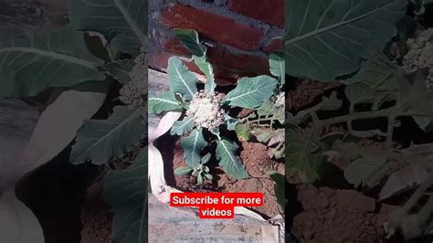 My Terrace Garden Tour 😇😇terracegardengardeninggardenyoutubshortsshortstrendingplants