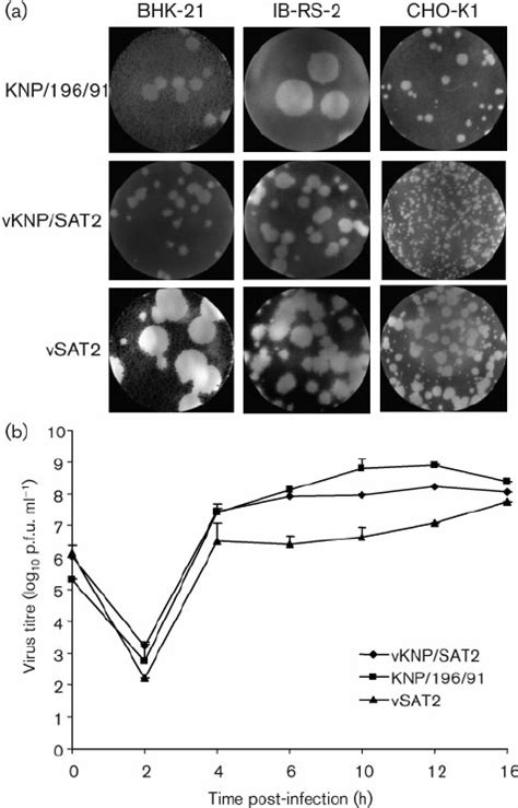 A Fmdv Replication In Bhk Ib Rs And Cho K Cell Cultures