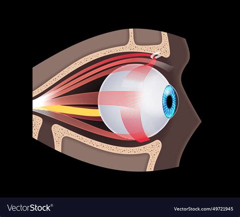 Extraocular Muscles Anatomy Royalty Free Vector Image