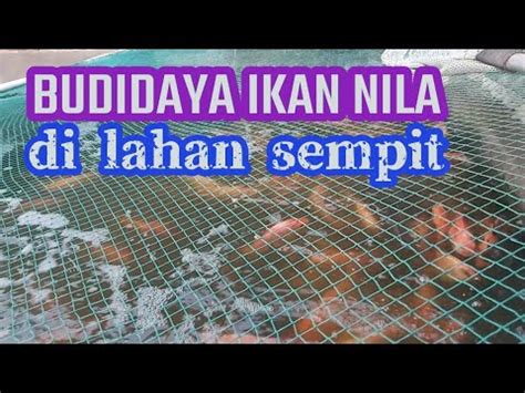 Budidaya Ikan Nila Di Lahan Sempit Bisa Panen Yang Ke Kali Kondisi