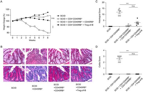 Adoptive Transfer Of Treg Of B Cells Protected Mice Against Colitis