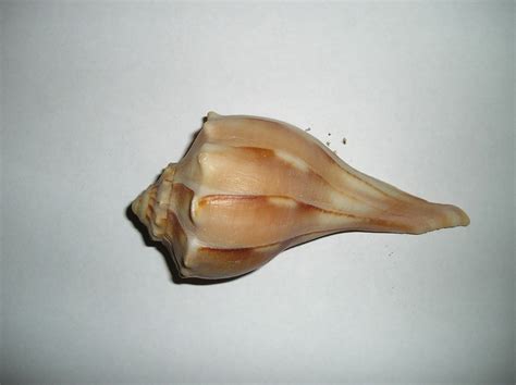 Ocracoke Island Journal Lightning Whelk