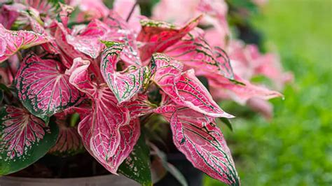 How to Grow and Care for Caladiums: Ensure Thriving Growth with Expert ...