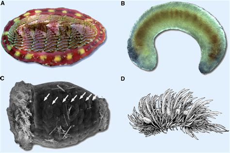 Mollusc Evolution Seven Shells On The Sea Shore Current Biology