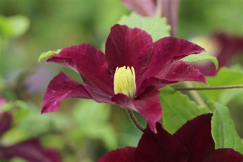 Clematis Madame Julia Correvon Clematis Viticella Madame Julia