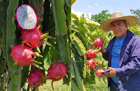 Promueve Sefader Cultivo De Pitahaya En Oaxaca Presslibre