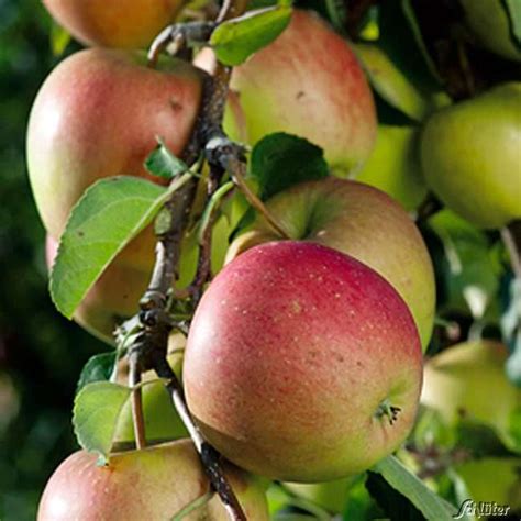 Zwerg Apfel Topaz Busch Malus Topaz Pfel Garten Schl Ter