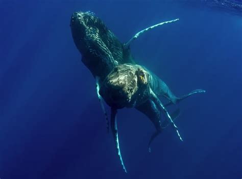 First Ever Photos Of Two Male Humpback Whales Having Sex 9gag