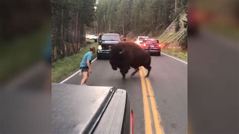 I Cant Watch Man Taunts Bison In Video Gone Viral Ctv News