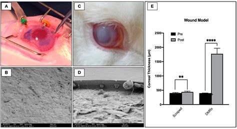 Ijms Free Full Text A Framework For Human Corneal Endothelial Cell