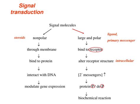 Ppt Chapter 14 Signal Transduction Pathways Powerpoint Presentation