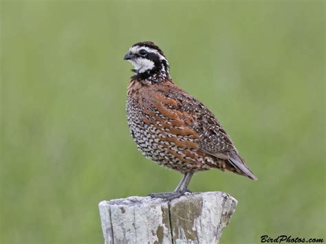 Northern Bobwhite