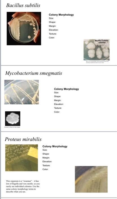 Solved Bacillus subtilis Colony Morphology Size: Shape: | Chegg.com