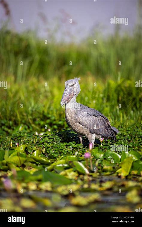 Even eats baby crocodiles hi-res stock photography and images - Alamy