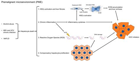 Ijms Free Full Text The Role Of Fibrosis And Liver Associated Fibroblasts In The