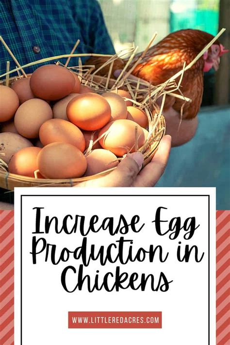 Increase Egg Production in Chickens: A Guide to Maximum Yield