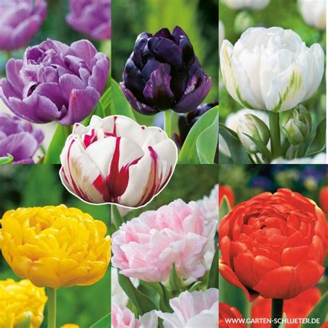 Gef Llte Sp Te Tulpe Sortiment In Sorten St Ck Tulipa Mix