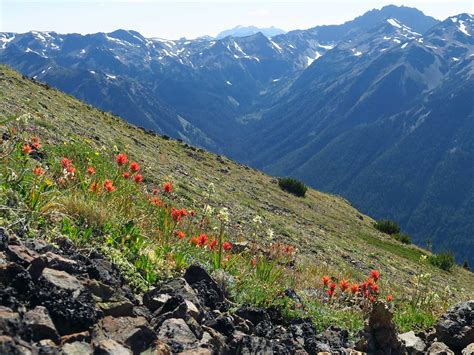 Pacific Northwest Wildflowers: Region: Olympic Peninsula