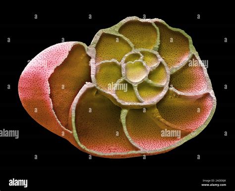 Foraminiferan Color An Lisis Micrograf A De Electrones Sem De Una