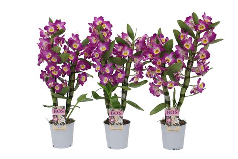 Dendrobium Nobile Star Class Akatsuki Plant Wholesale Floraccess