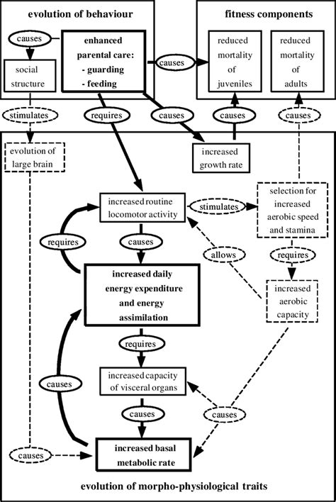 Box-chart model of the hypothetical evolution of endothermy driven by ...