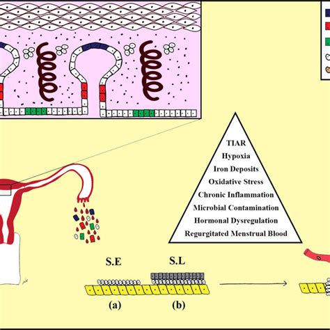 Pdf The Pathogenesis Of Endometriosis Are Endometrial Stem