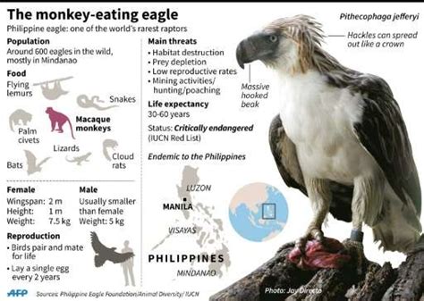 Endangered monkey-eating eagle hatched in Philippines