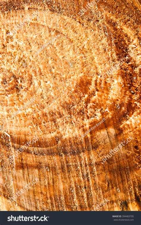 Close View Cross Section Tree Trunk Stock Photo 394483795 Shutterstock