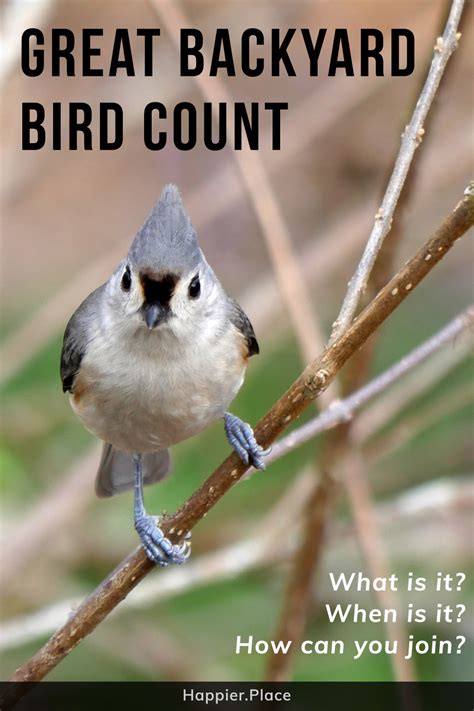 What Is the Great Backyard Bird Count? And How Can You Join the Fun?