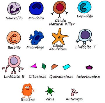 Células Do Sistema Imune - Células do Sistema Imune - TODAS as Células do Sistema Imune!